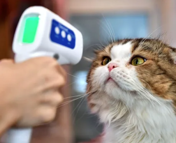 Coronavirus: En qué animales se detectó COVID-19 desde el comienzo de la pandemia