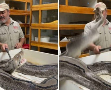 Video: Impresionante ataque de una serpiente pitón al dueño de un zoológico