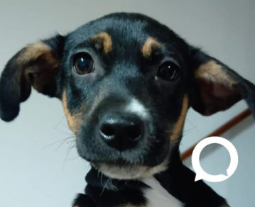 Adoptá hoy: perros, chanchos, conejos y caballos que necesitan tu ayuda