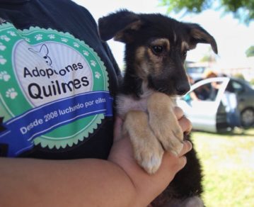 Nicki Nicole, China Suárez y María Becerra se unieron en una colecta para ayudar a un refugio de animales incendiado en Quilmes