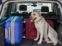mascota en autos