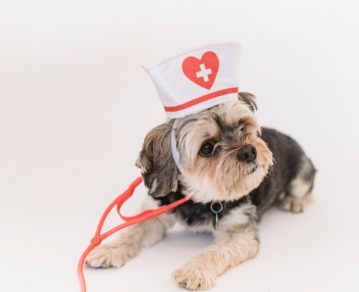 ¡Mirá el video! En el primer sanatorio pet friendly de Argentina las mascotas ya pueden visitar a los pacientes internados