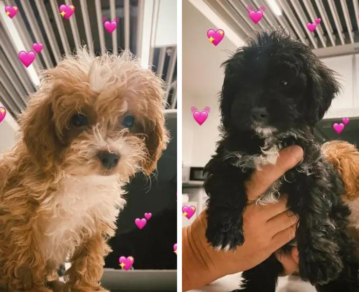 Qué va a pasar con los perritos que adoptaron en Gran Hermano