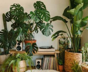 Qué es y cómo se implementa el “Biophilic design”, una tendencia para integrar plantas y naturaleza en interiores
