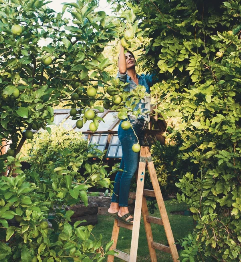 Juliana Awada cosechando un limonero