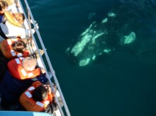 Cómo es el avistaje de ballenas en Puerto Madryn y cuánto sale