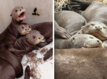 Las nutrias gigantes que nacieron en Ecoparque y van a ser liberadas en los Esteros del Iberá